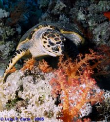 Don't touch the corals... I have to feed! Ras Mohammed, C... by Luigi Carta 